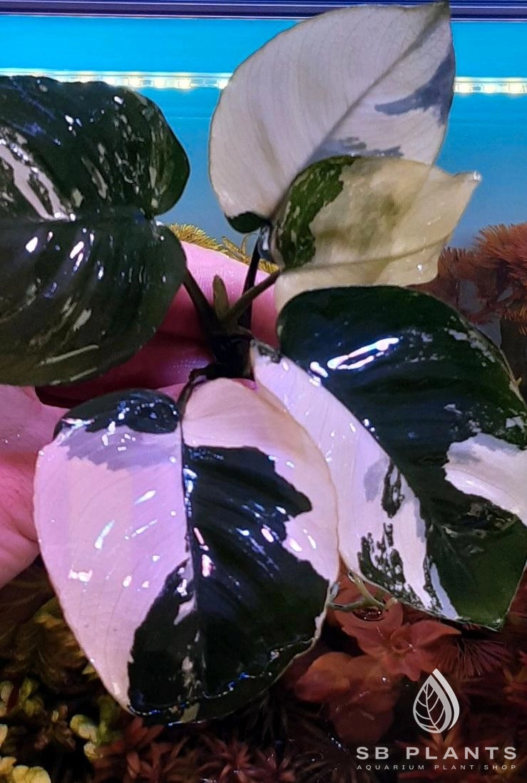 ANUBIAS White Panda KING