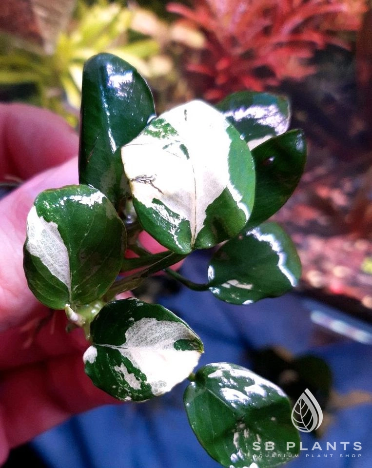 Anubias sp. PANDA