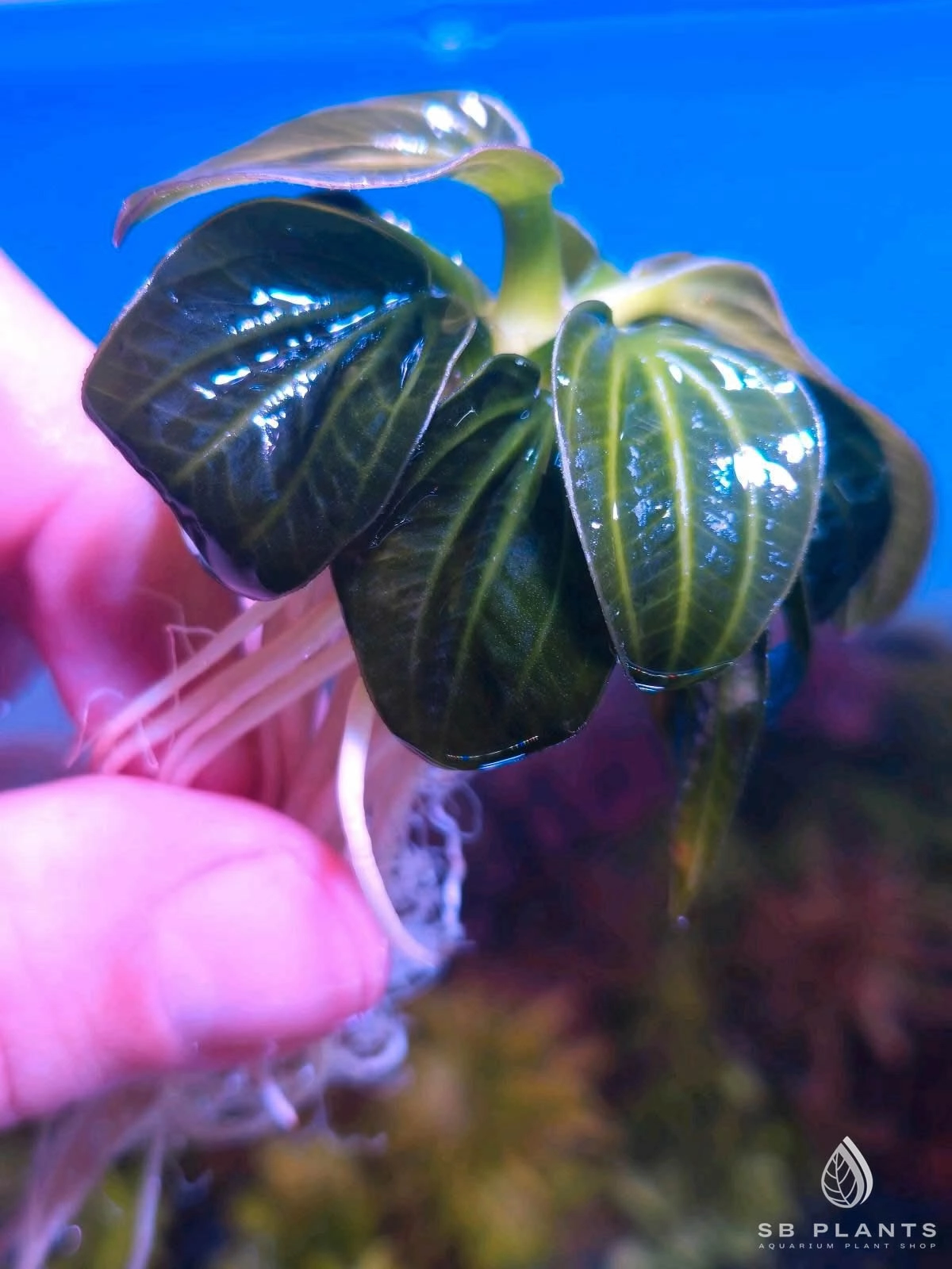 ECHINODORUS IGUAZU 2009 MINI