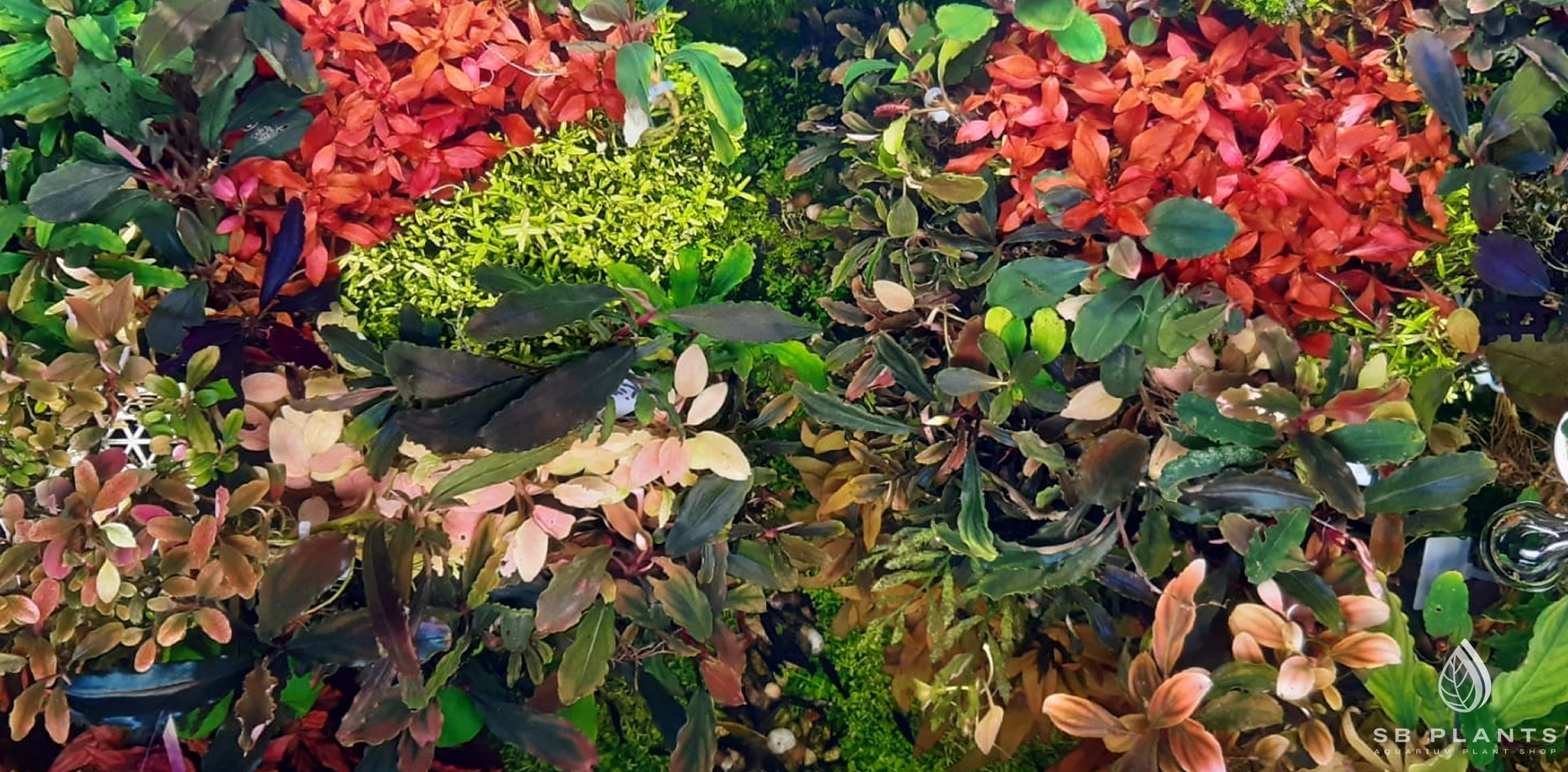 Anubias SB Plants