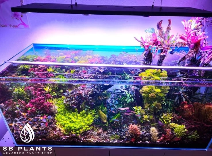 Aquarium SB Plants Anubias