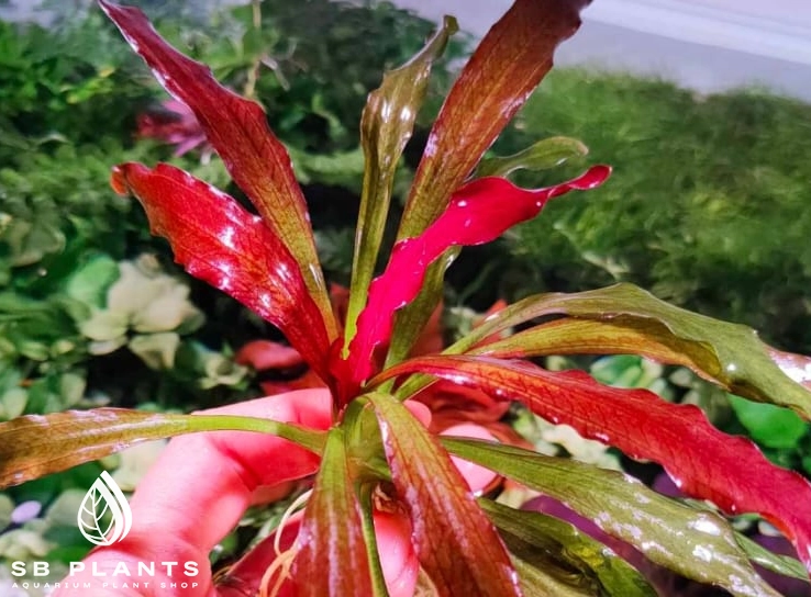 Pflanzen Aqurium SB-Plants
