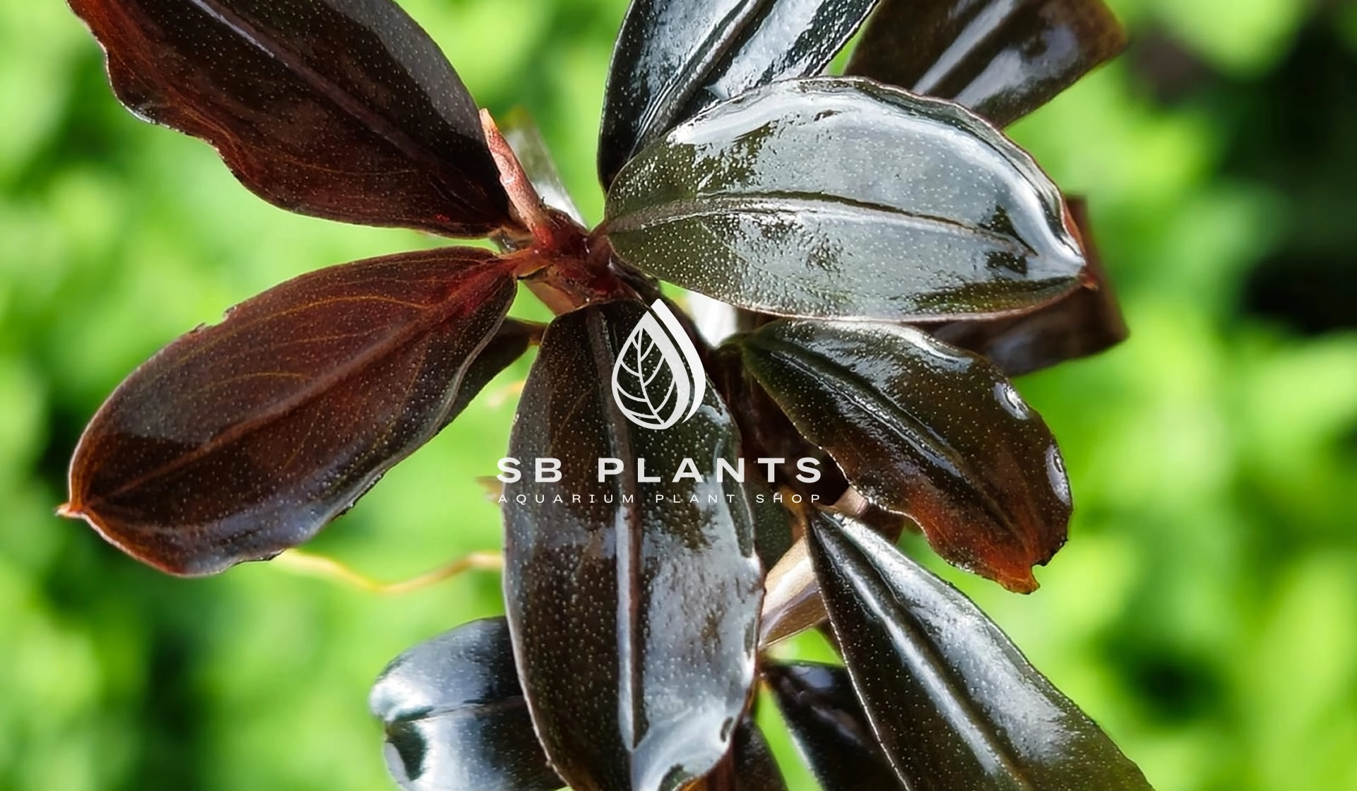 SB Plants Pflanzenprofi